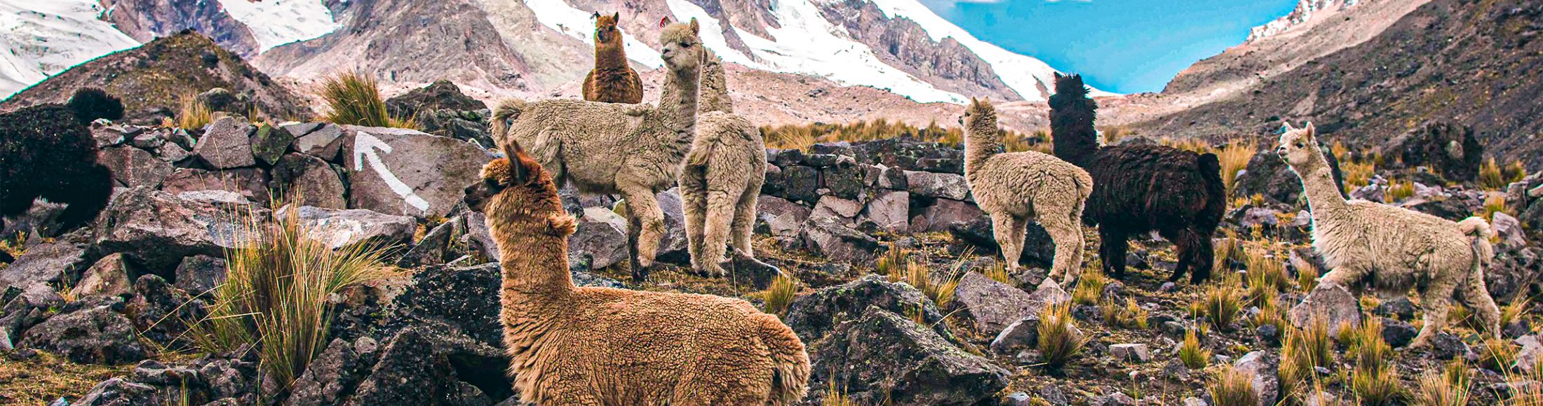 Machu Picchu 4D3N Viajero (Cultural Aventura Tendencia)  desde Bolivia